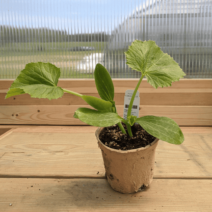 Cocozelle Zucchini Seedlings