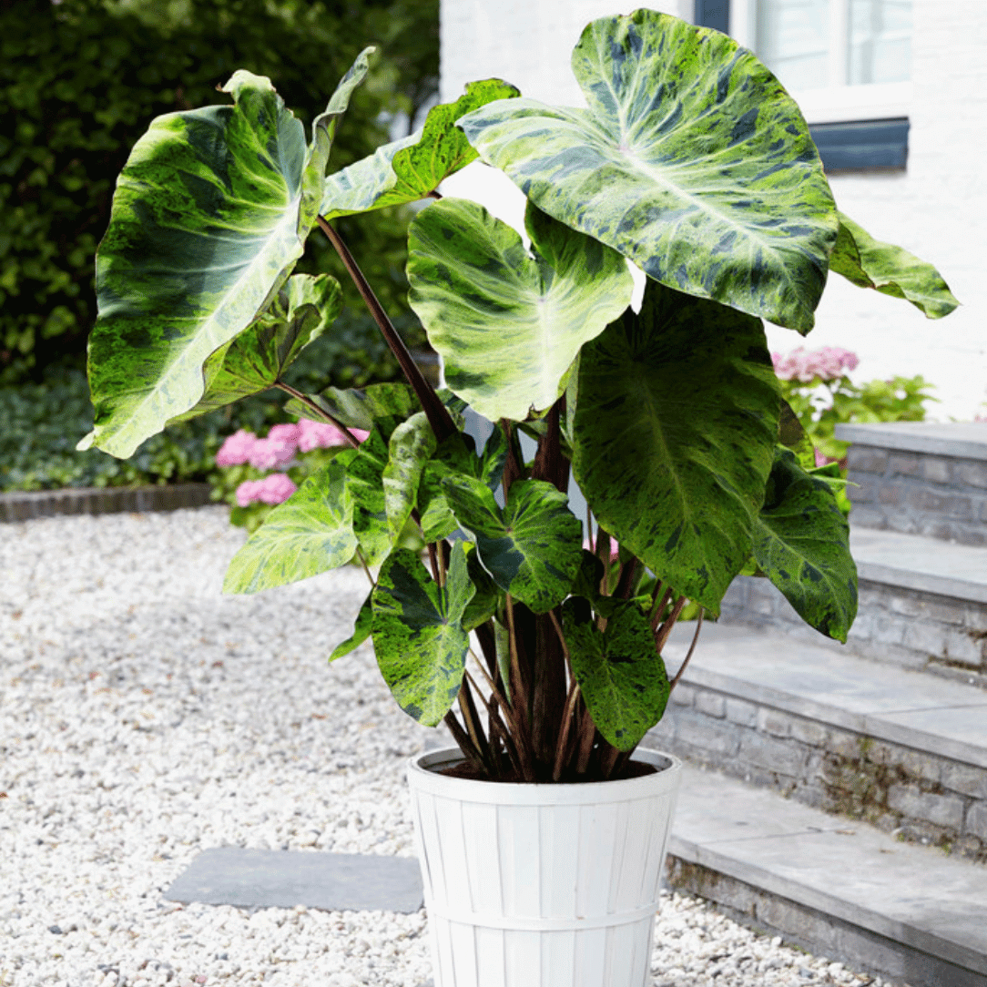 Elephant Ears &