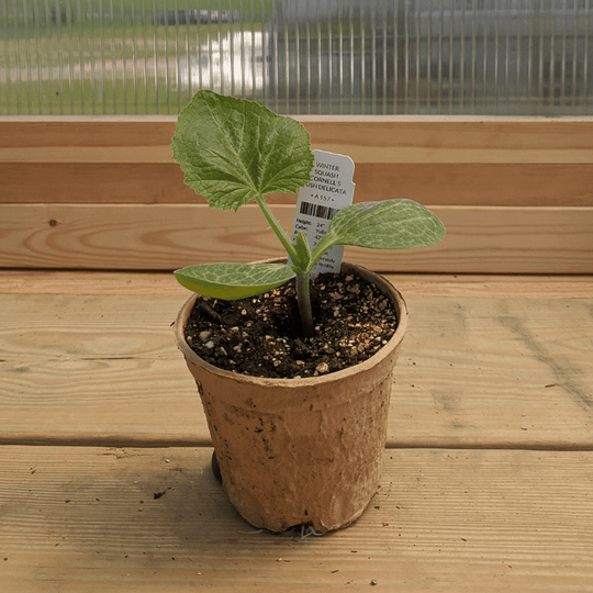 Cornell's Bush Delicata Seedlings