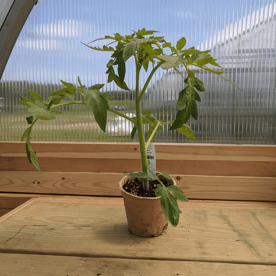 Cosmonaut Volkov Tomato Seedlings
