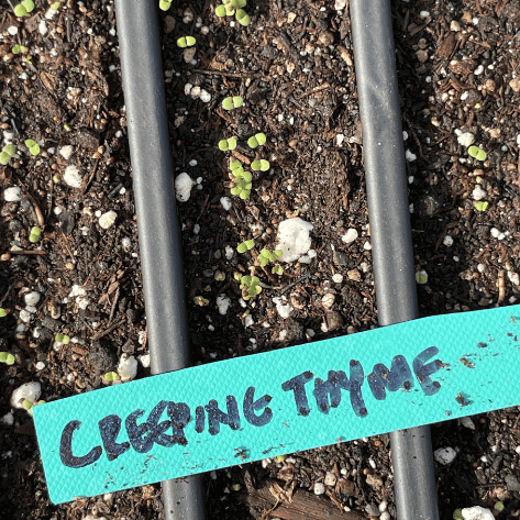 Creeping Thyme Seedling
