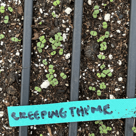 Creeping Thyme Seedling