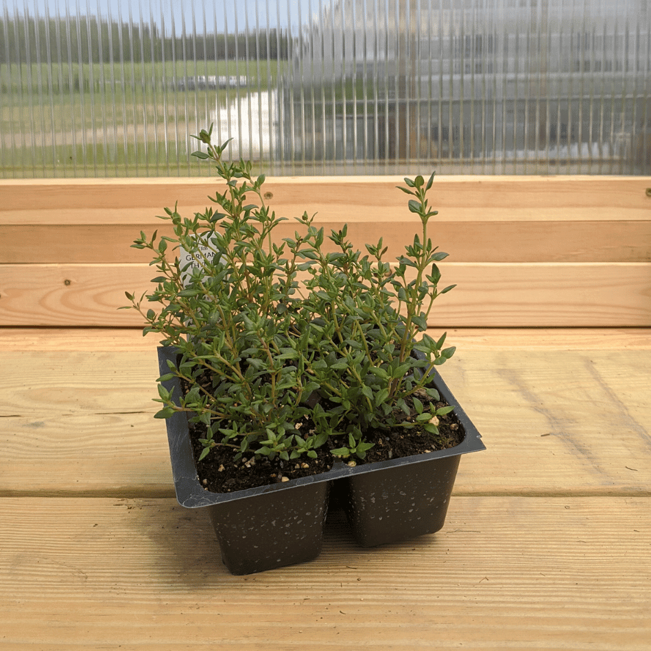 Creeping Thyme Seedling