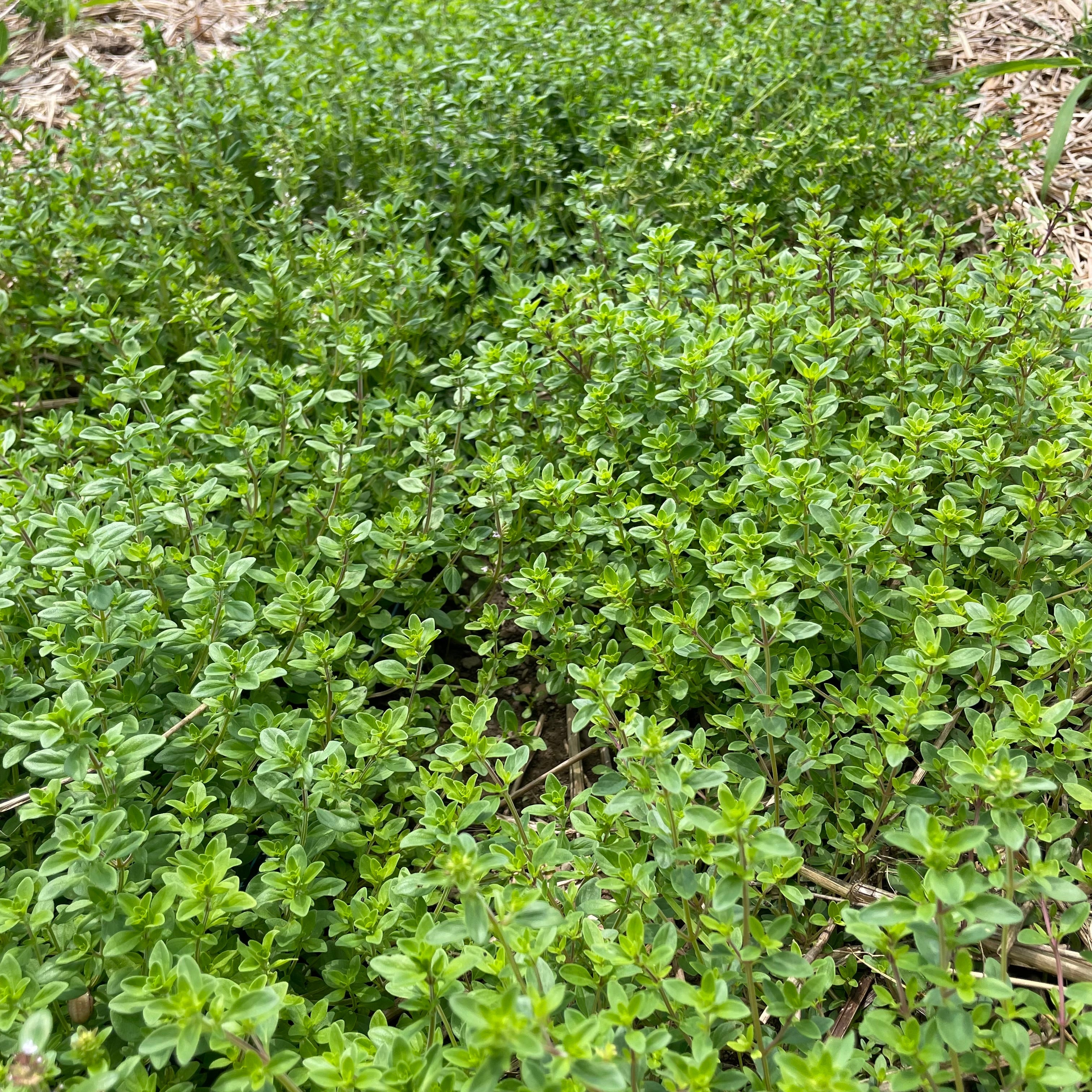 Creeping Thyme Seedling