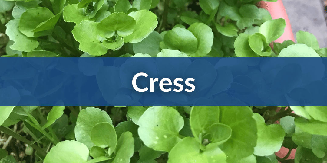 Cress Mobile.png__PID:efacf265-eb43-4e0b-bed6-ee8f4285d455