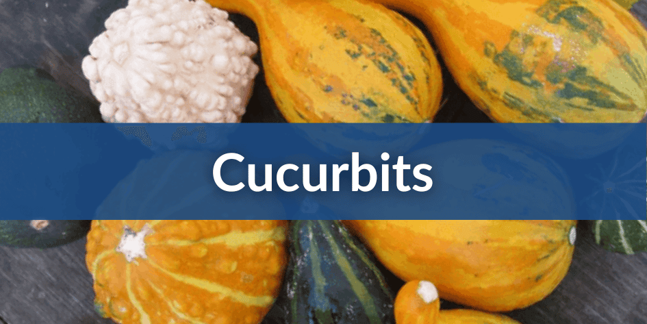 Cucurbits Mobile (1).png__PID:12604d6c-67a8-43c8-9fb9-fd47c09983ea