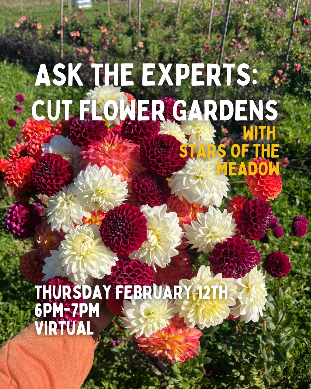 Ask the Experts: Cut Flower Gardens with Stars of the Meadow 2/12/26 - 6PM