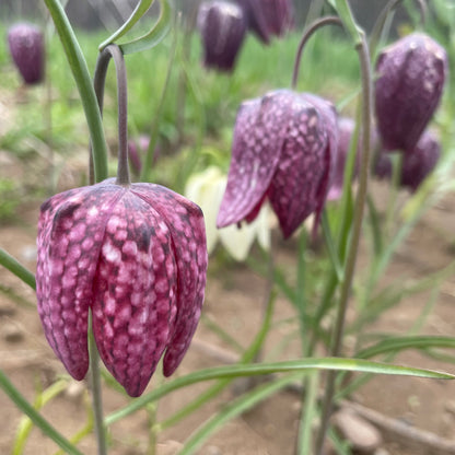 Fritillaria meleagris Mixture