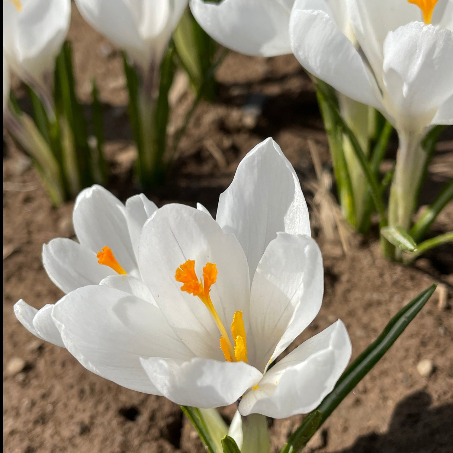 Dutch Large Flowering Crocus &