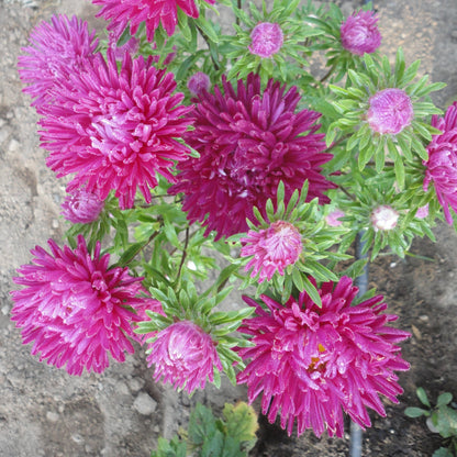 Tiger Paw Aster