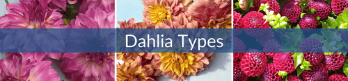 Dahlia Types (1) (1).png__PID:204628e9-1260-4b08-a58e-dc940b46b665