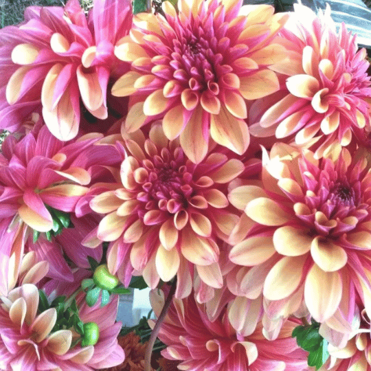 Dahlias block.png__PID:942774c8-0bf3-41e8-ac9f-c263979f65e9