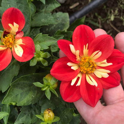 Dandy Collarette Dahlia Tuber Collection