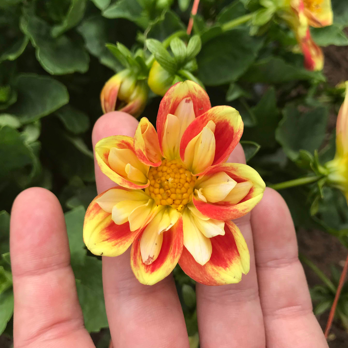 collarette dahlia seeds Dandy Collarette Dahlia Tuber Collection