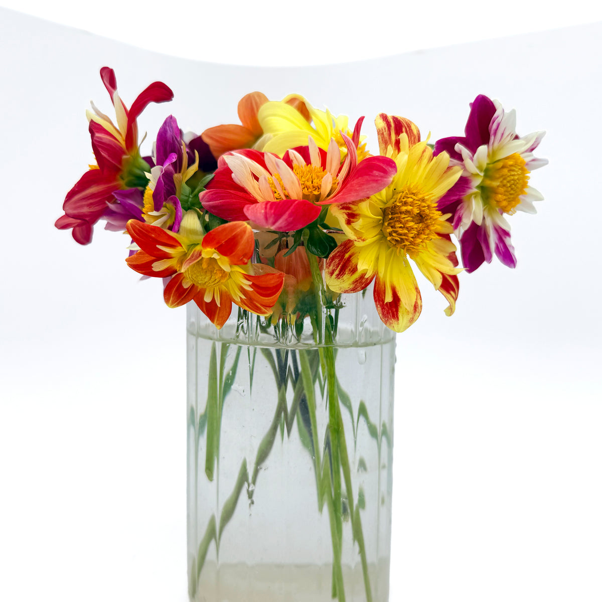 Dandy Collarette Dahlia Seeds