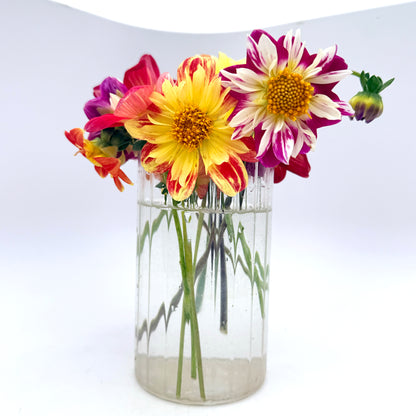 Dandy Collarette Dahlia Seeds