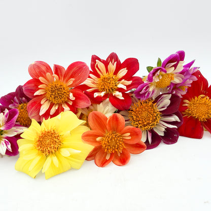 Dandy Collarette Dahlia Seeds