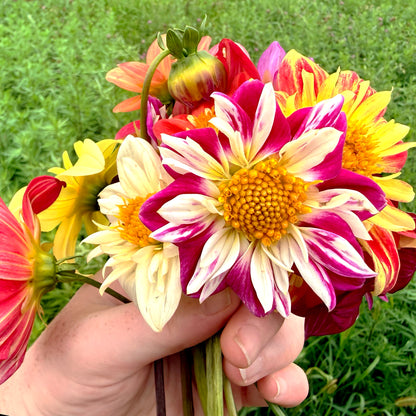 Dandy Collarette Dahlia Seeds