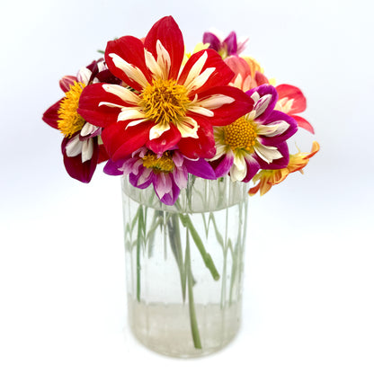 Dandy Collarette Dahlia Seeds