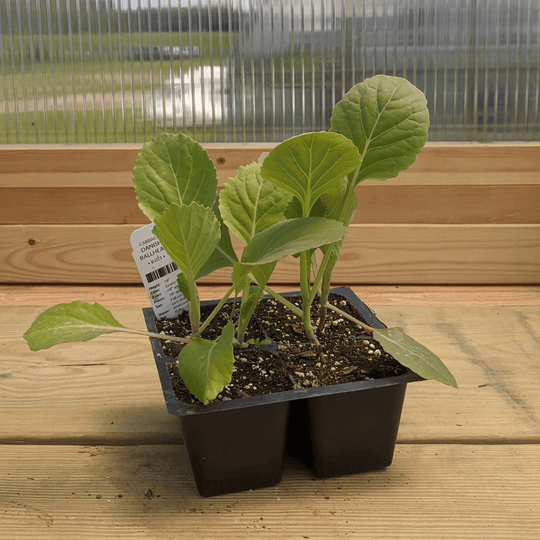Danish Ballhead Cabbage Seedlings