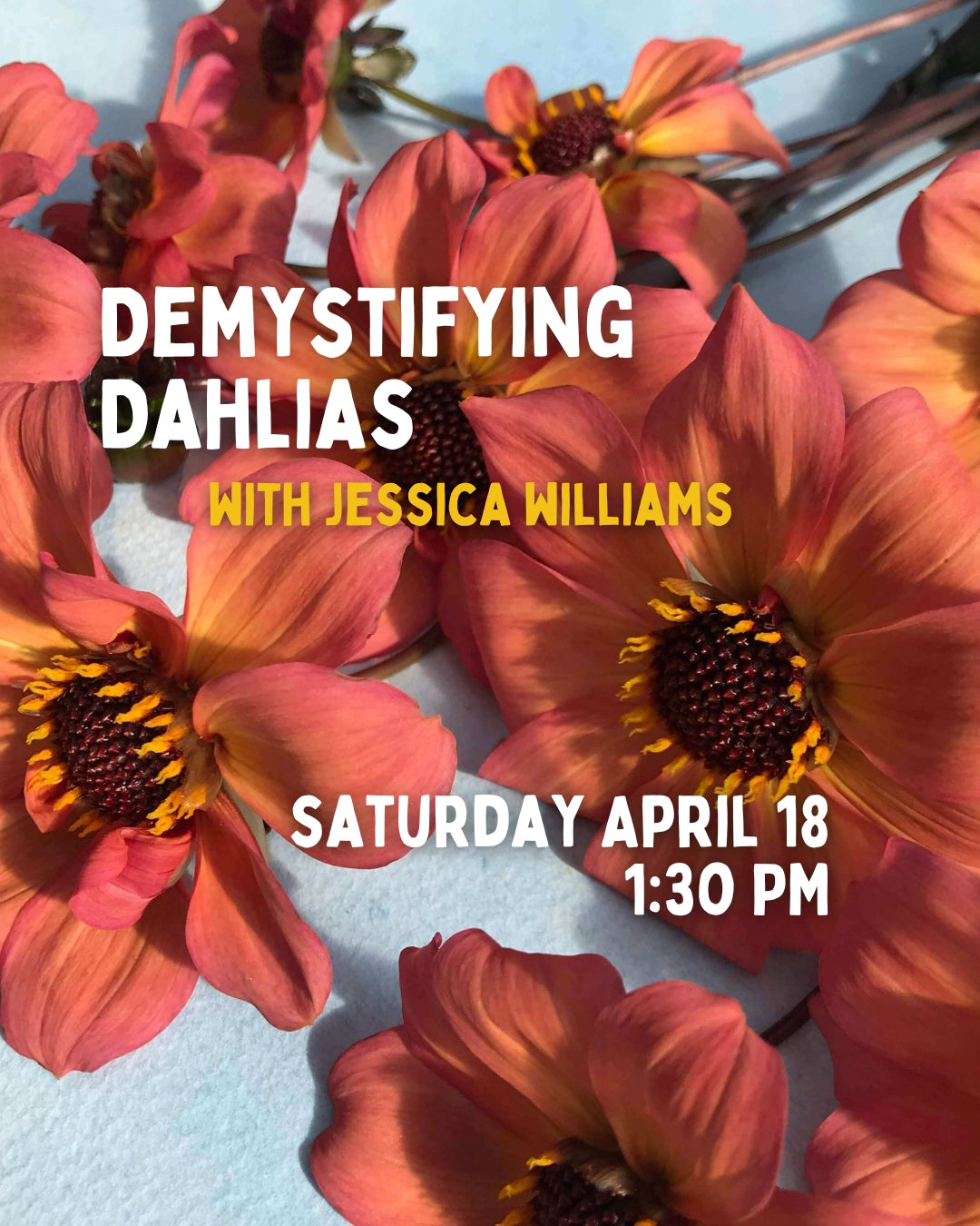 Demystifying Dahlias with Jessica Williams 4/18 1:30pm