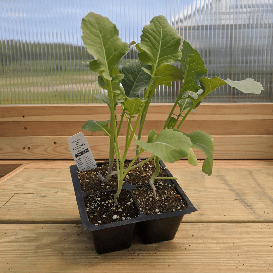 Di Ciccio Broccoli Seedlings