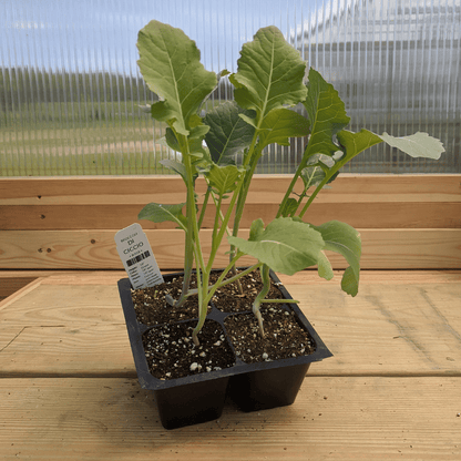 Di Ciccio Broccoli Seedlings