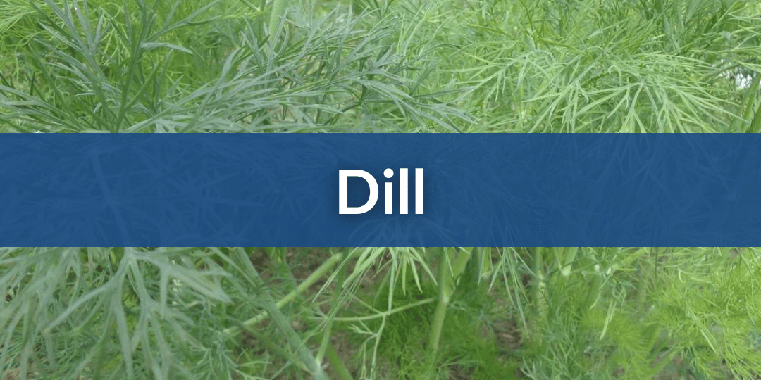 Dill Mobile.png__PID:ca9f2324-eda2-4210-824c-c21c1789a2d3