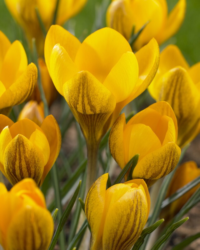 Crocus chrysanthus &