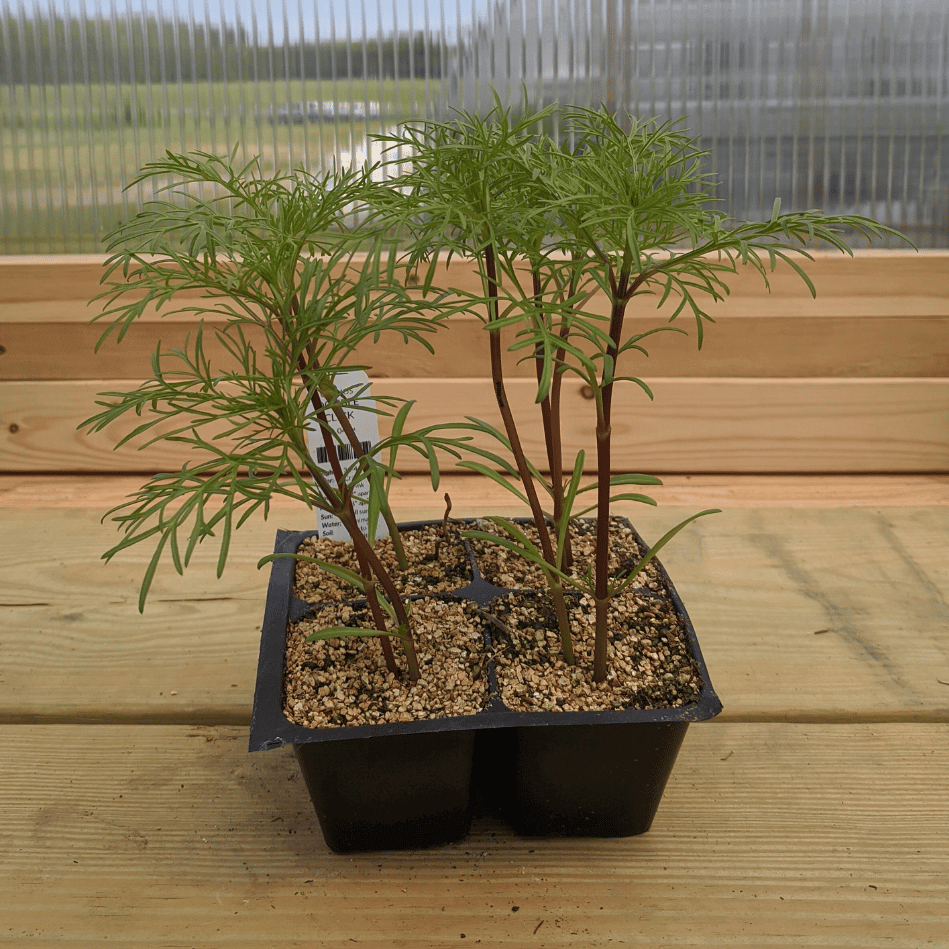 Double Click Cosmos Seedlings