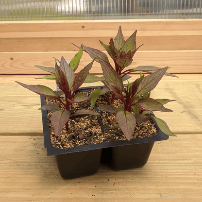 Dracula Celosia Seedlings