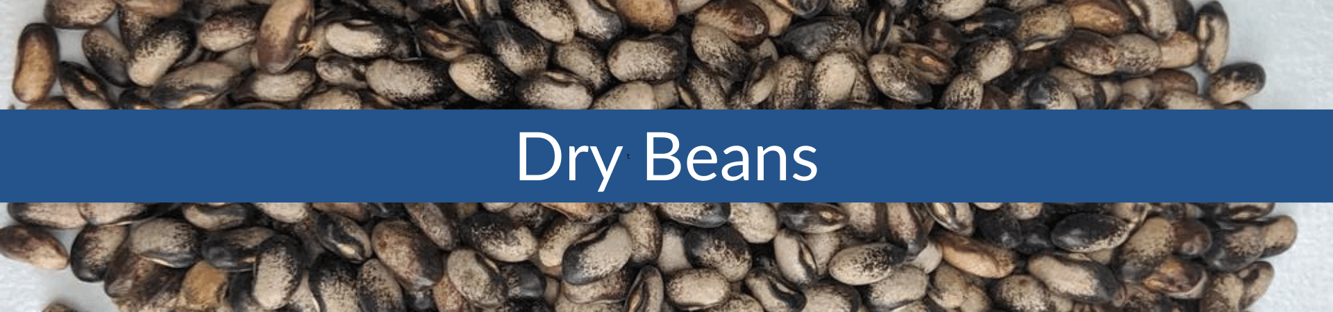 Dry Bean (1).png__PID:74763a0d-0ff3-4b6f-b453-e4b1e170c51c