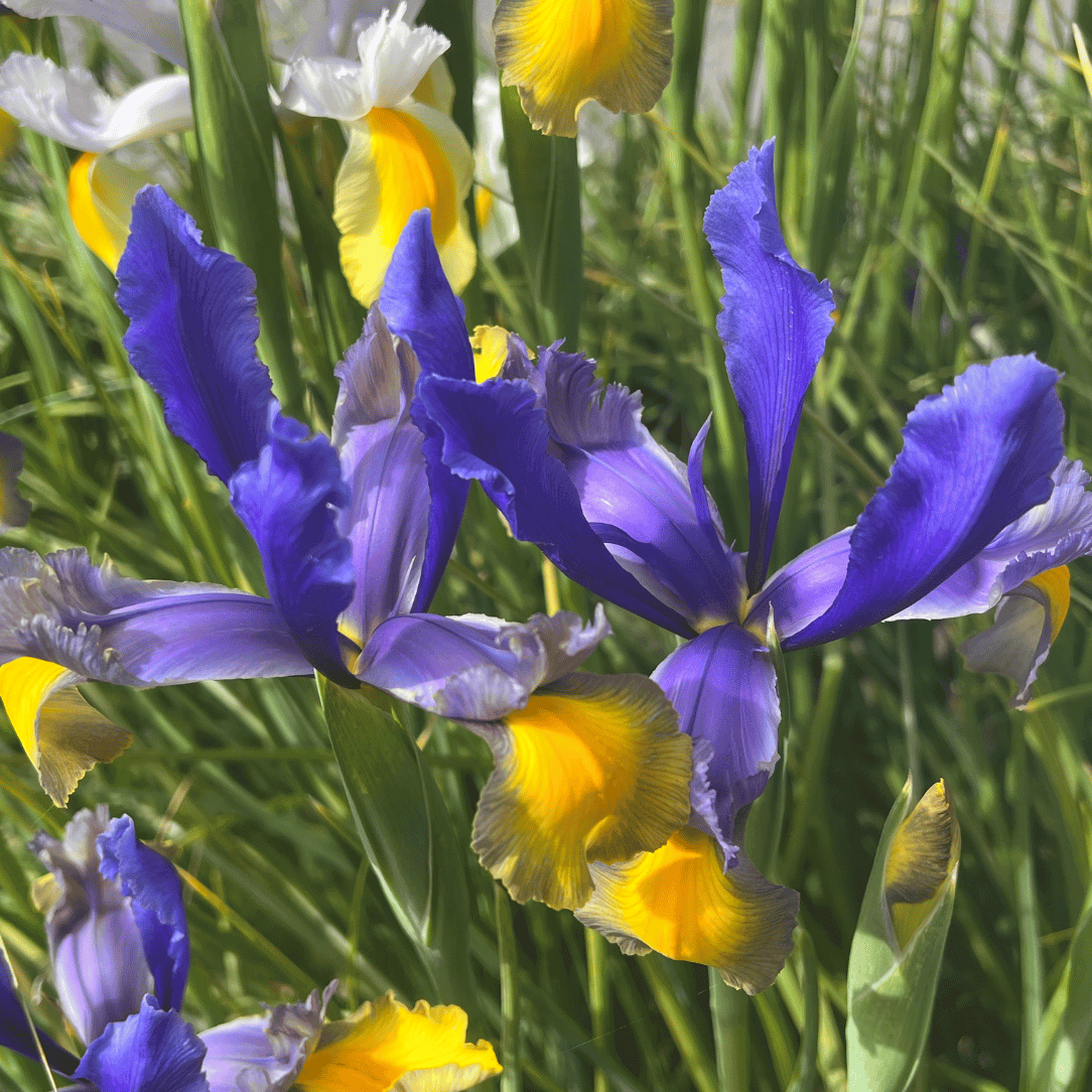 Dutch Iris &