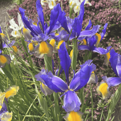 Dutch Iris &