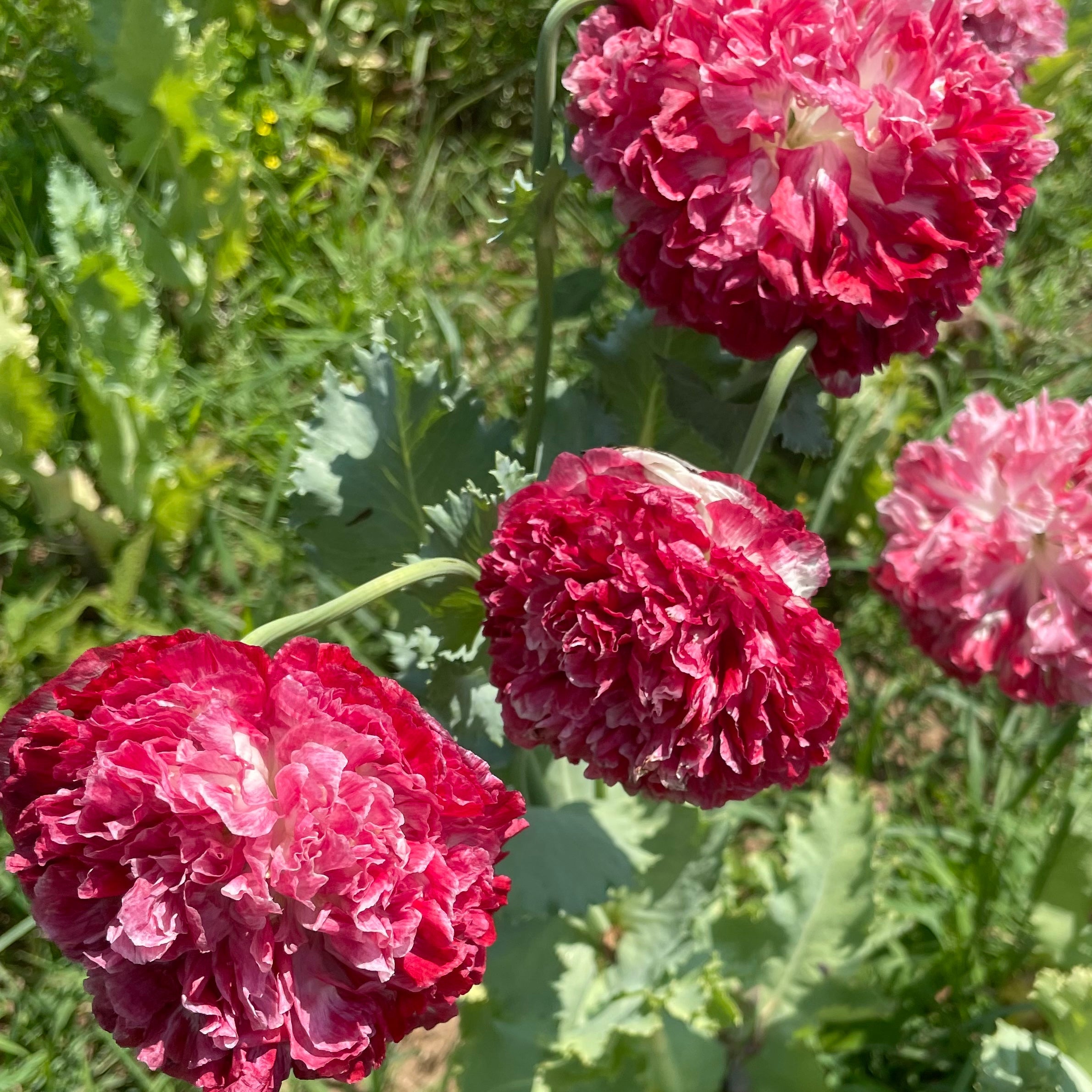 Scarlet Peony Poppy