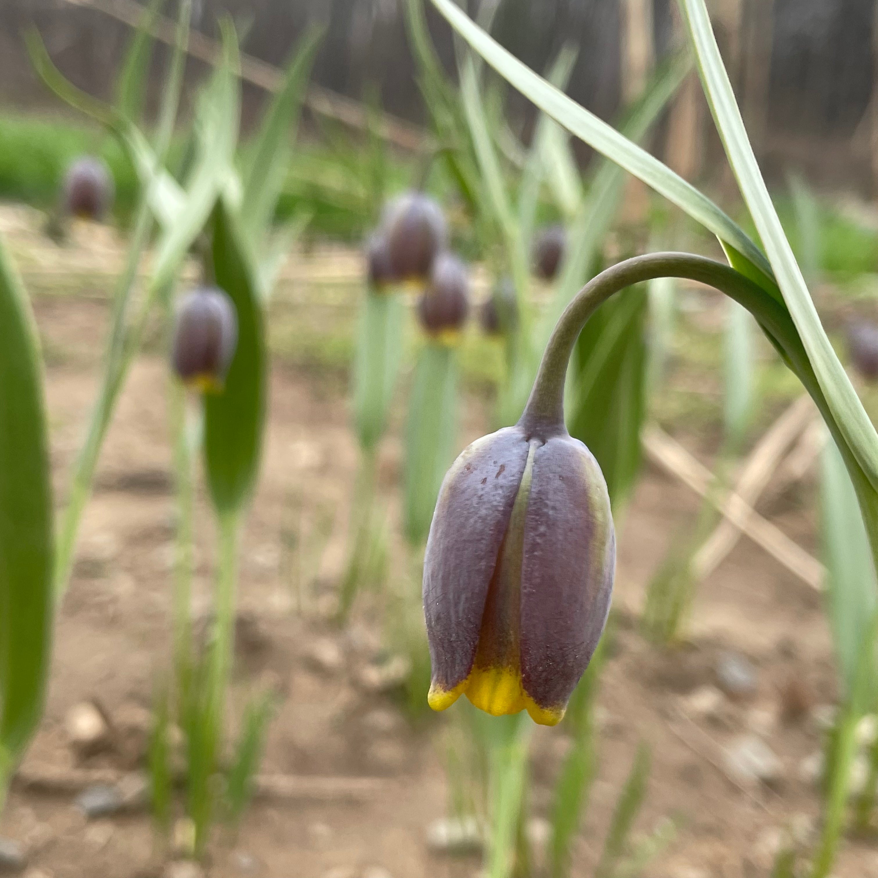 Fritillaria uva-vulpis