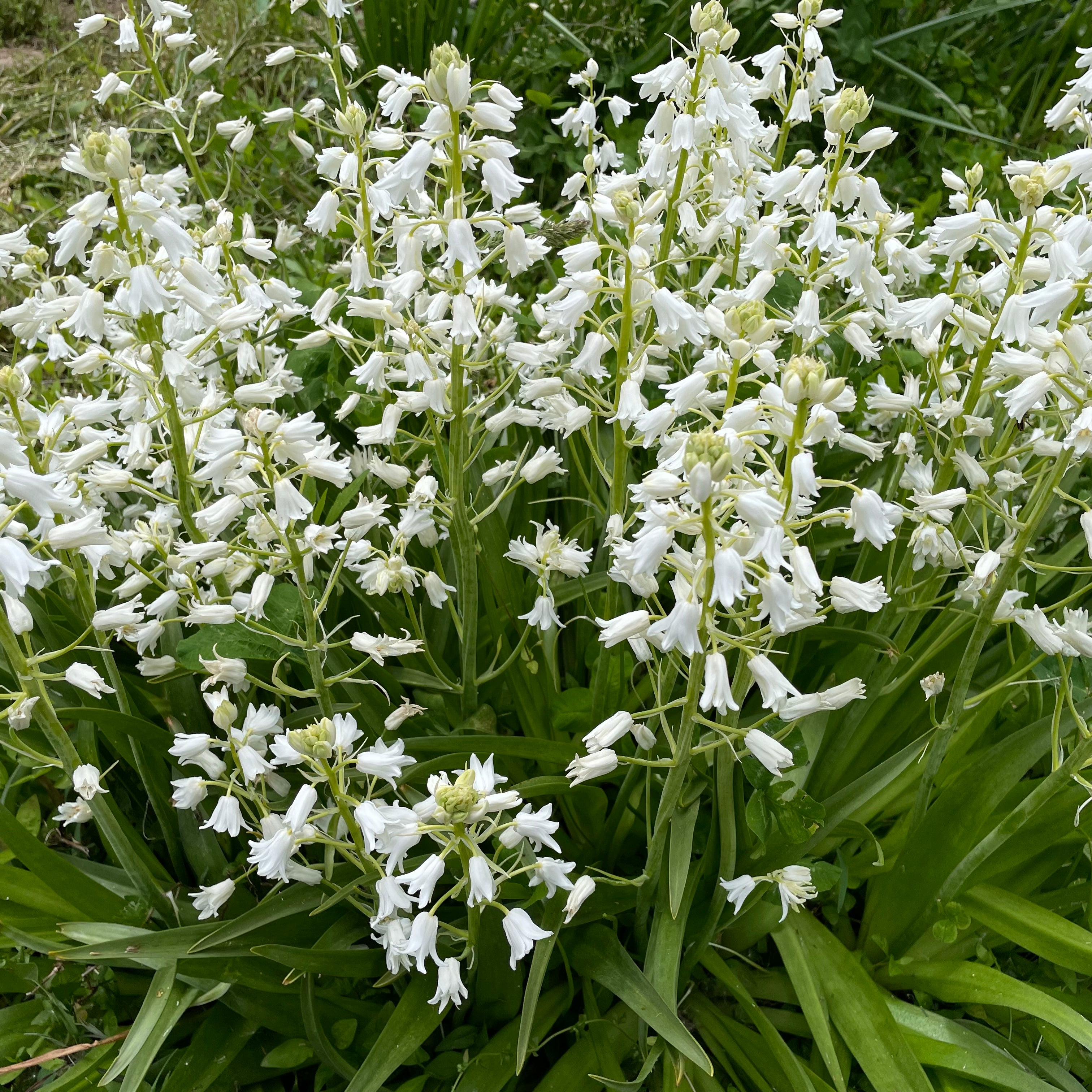 Hyacinthoides hispanica &