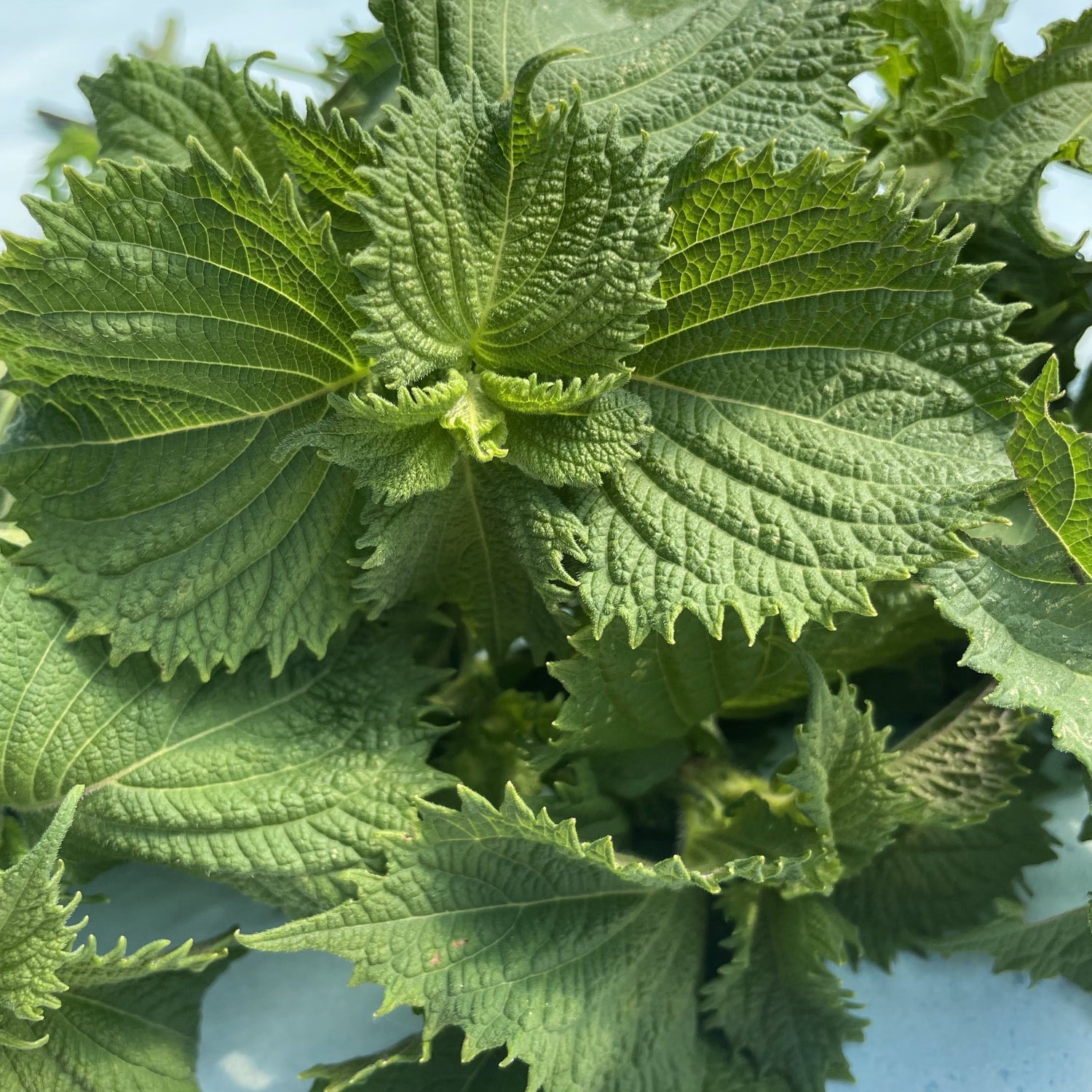 Ao Shiso Seedlings