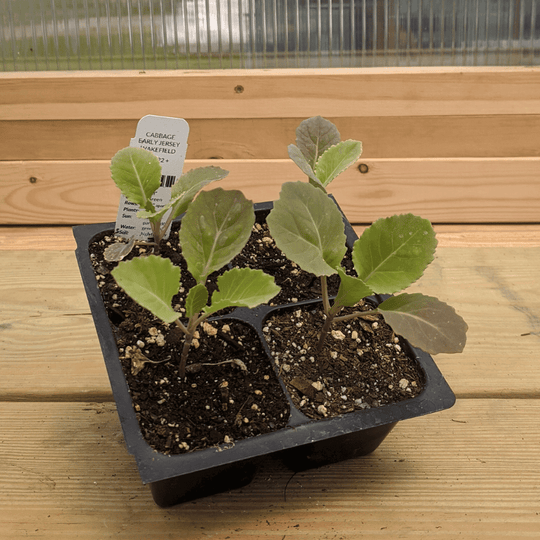 Early Jersey Wakefield Cabbage Seedlings
