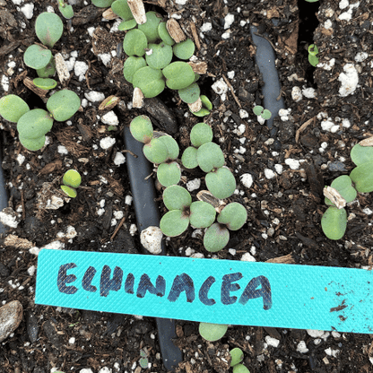 planting echinacea seeds indoors Echinacea Seedlings