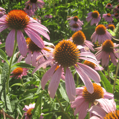 Northeast Native Wildflower Mix Seed Shaker