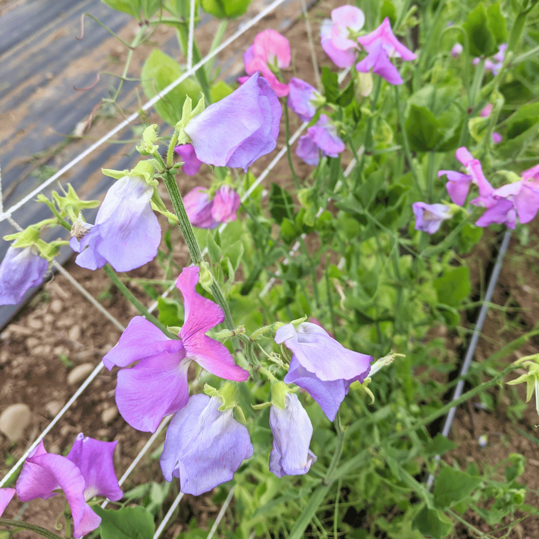 Ella Mountbatten Sweet Pea Seedling