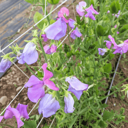 Ella Mountbatten Sweet Pea