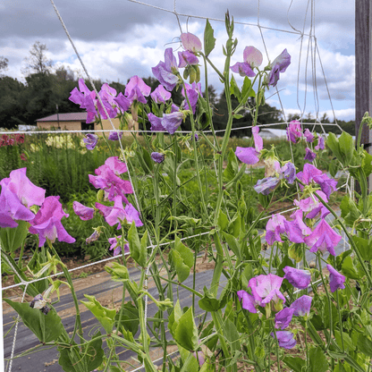 Ella Mountbatten Sweet Pea Seedling