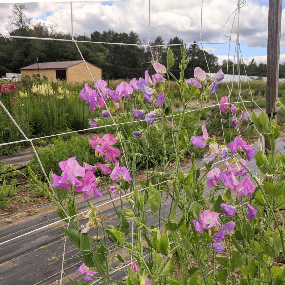 Ella Mountbatten Sweet Pea