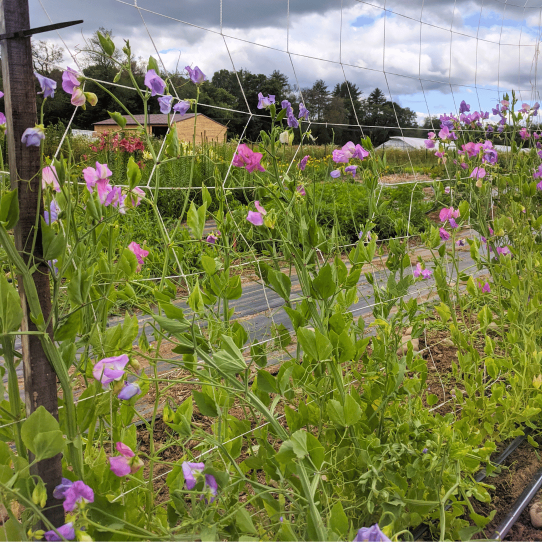 Ella Mountbatten Sweet Pea Seedling