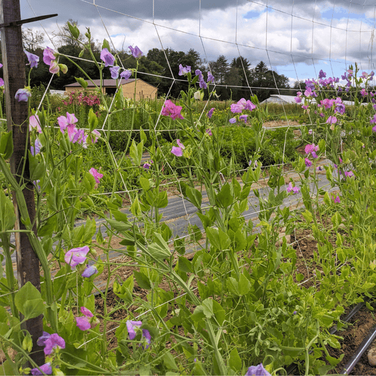 Ella Mountbatten Sweet Pea