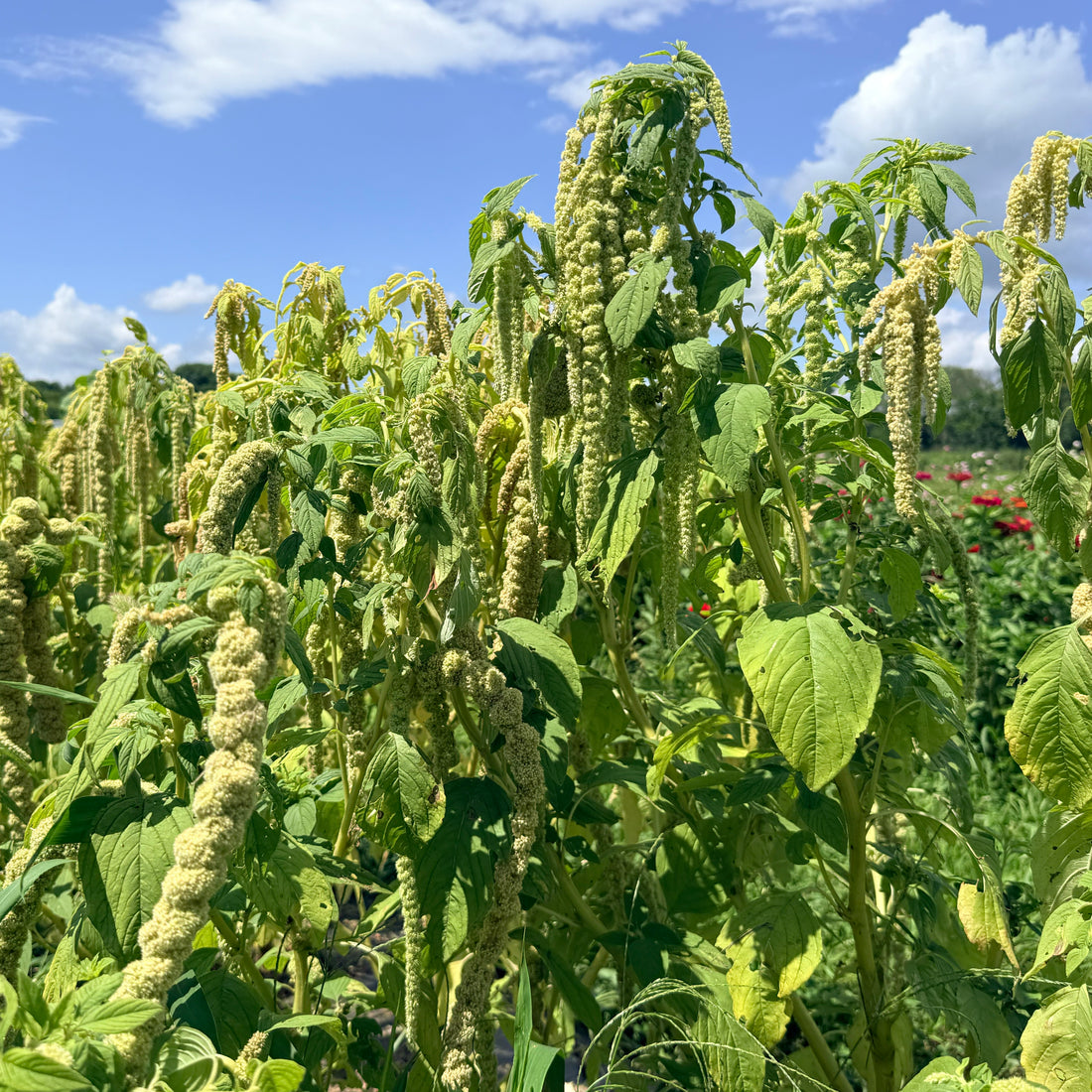 Emerald Tassels Amaranth