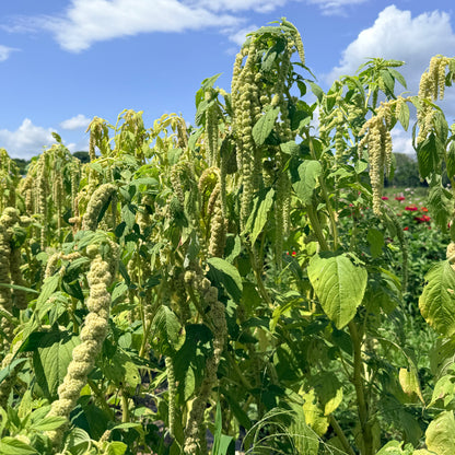 Emerald Tassels Amaranth