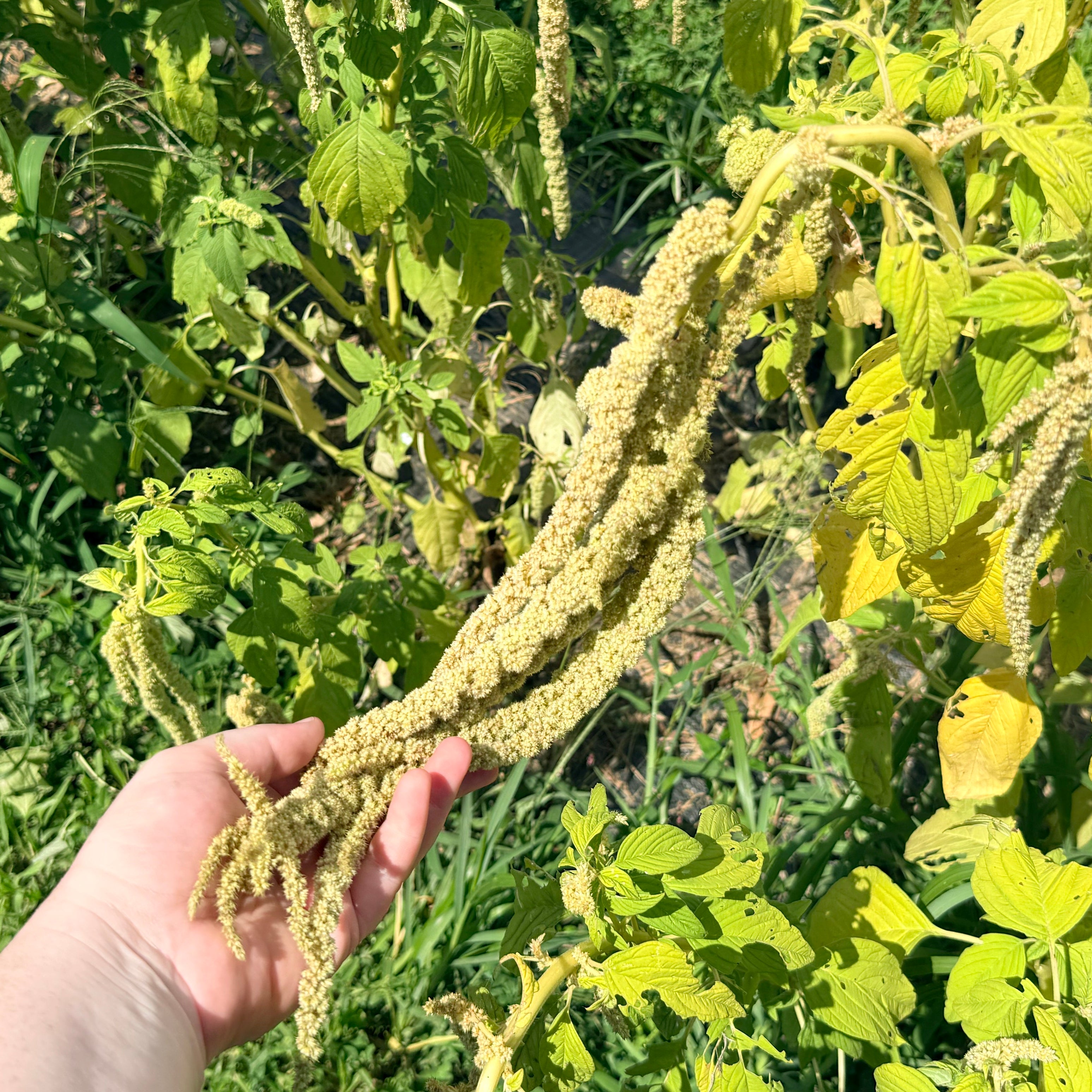 Emerald Tassels Amaranth